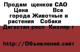 Продам ,щенков САО. › Цена ­ 30 000 - Все города Животные и растения » Собаки   . Дагестан респ.,Кизляр г.